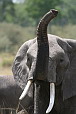  106 NR Maasai Mara, slon varovn, u jedeme...
 
 .106 - 106.jpg (400x600) 49 kB 