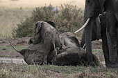  108 NR Maasai Mara, ...a e t pelezu!
 
 .108 - 108.jpg (900x600) 119 kB 