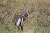  109 NR Maasai Mara, Voduka znamenan
 
 .109 - 109.jpg (900x600) 164 kB 