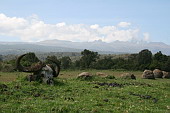  011 NP Mt. Kenya, v pozad tty masivu Mt. Kenya 5199 m
 
 .11 - 11.jpg (900x600) 112 kB 