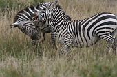  110 NR Maasai Mara, souboj zeber Grevyho
 
 .110 - 110.jpg (900x600) 128 kB 