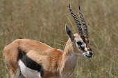  111 NR Maasai Mara, Gazela Thompsonova
 
 .111 - 111.jpg (900x600) 87 kB 