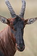  112 NR Maasai Mara, Buvolec modr
 
 .112 - 112.jpg (400x600) 38 kB 