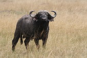  113 NR Maasai Mara, Buvol kafersk
 
 .113 - 113.jpg (900x600) 131 kB 
