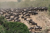  114 NR Maasai Mara, Migrace...
 
 .114 - 114.jpg (900x600) 192 kB 