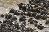  115 NR Maasai Mara, ...Pako hvnatch...
 
 .115 - 115.jpg (900x600) 173 kB 