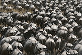  116 NR Maasai Mara, ...pes eku Mara
 
 .116 - 116.jpg (900x600) 148 kB 