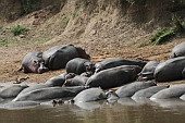  117 NR Maasai Mara, Hroi obojiveln...
 
 .117 - 117.jpg (900x600) 167 kB 