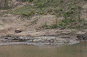  118 NR Maasai Mara, ...na dohled od Krokodla
 
 .118 - 118.jpg (900x600) 176 kB 