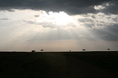  121 NR Maasai Mara
 
 .121 - 121.jpg (900x600) 40 kB 