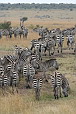  122 NR Maasai Mara, Zebry Grvyho
 
 .122 - 122.jpg (400x600) 88 kB 