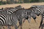  123 NR Maasai Mara, Zebry Grvyho
 
 .123 - 123.jpg (900x600) 139 kB 