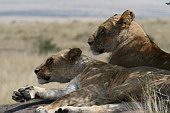  124 NR Maasai Mara, Lvi, je tam nco?
 
 .124 - 124.jpg (900x600) 85 kB 