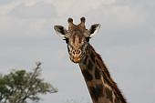  128 NR Maasai Mara, irafa Rotschildova<br><br><br>
 
 .128 - 128.jpg (900x600) 47 kB 