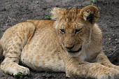  129 NR Maasai Mara, lve<br><br><br><br>
 
 .129 - 129.jpg (900x600) 118 kB 