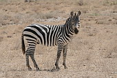  013 NR Buffalo Springs, Zebra Grevyho
 
 .13 - 13.jpg (900x600) 145 kB 
