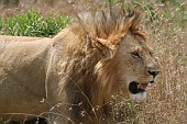  131 NR Maasai Mara, lev co sotva dch
 
 .131 - 131.jpg (900x600) 156 kB 