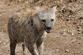  132 NR Maasai Mara, Hyena skvrnit
 
 .132 - 132.jpg (900x600) 115 kB 