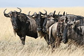  142 NR Maasai Mara, na co ekte?
 
 .142 - 142.jpg (900x600) 132 kB 