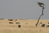  143 NR Maasai Mara, koexistence
 
 .143 - 143.jpg (900x600) 65 kB 
