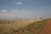  144 NR Maasai Mara, cestou z rezervace
 
 .144 - 144.jpg (900x600) 85 kB 