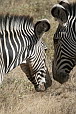  026 NR Samburu, dialog Zeber Grevyho
 
 .26 - 26.jpg (400x600) 81 kB 