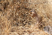  027 NR Samburu, prav nefalovan africk veverka<br><br><br>
 
 .27 - 27.jpg (900x600) 164 kB 