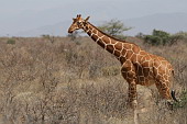  028 NR Samburu, irafa mkovan<br><br><br>
 
 .28 - 28.jpg (900x600) 123 kB 