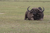  029 NP Nakuru, Buvol kafersk neboli Buffalo<br><br><br>
 
 .29 - 29.jpg (900x600) 121 kB 