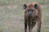  031 NP Nakuru, prv vzbuzen Hyena skvrnit, taky by se mi to nelbilo...
 
 .31 - 31.jpg (900x600) 93 kB 