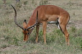 036 NP Nakuru, Antilopa impala (samec)
 
 .36 - 36.jpg (900x600) 137 kB 