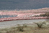  045 NP Lake Bogoria, Plameci (Flamengo)
 
 .45 - 45.jpg (900x600) 180 kB 
