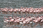  051 NP Lake Bogoria, ped odletem
 
 .51 - 51.jpg (900x600) 180 kB 