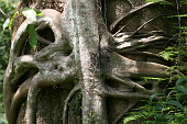  055 NR Kakamega Forest, vetelec
 
 .55 - 55.jpg (900x600) 198 kB 